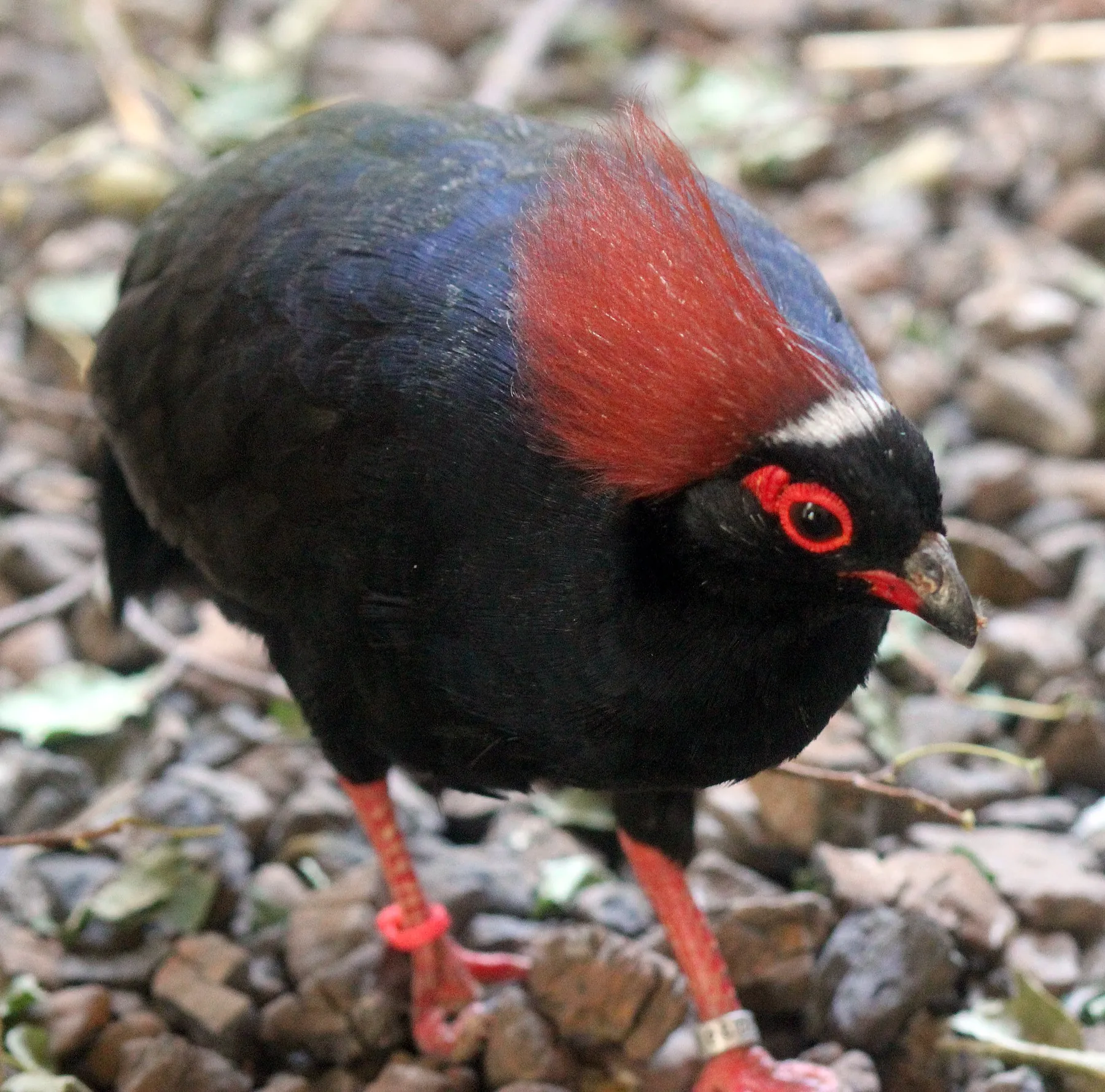 Male crested wood partridge, red and black feathered