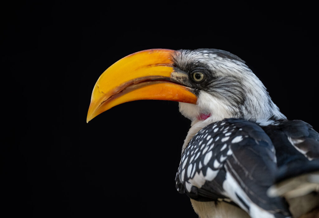 Yellow Hornbill
