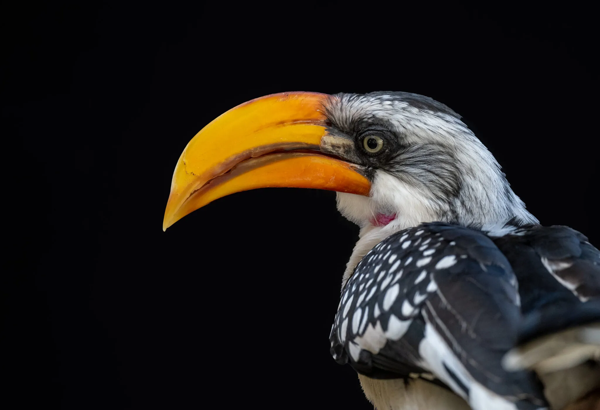 Yellow Hornbill
