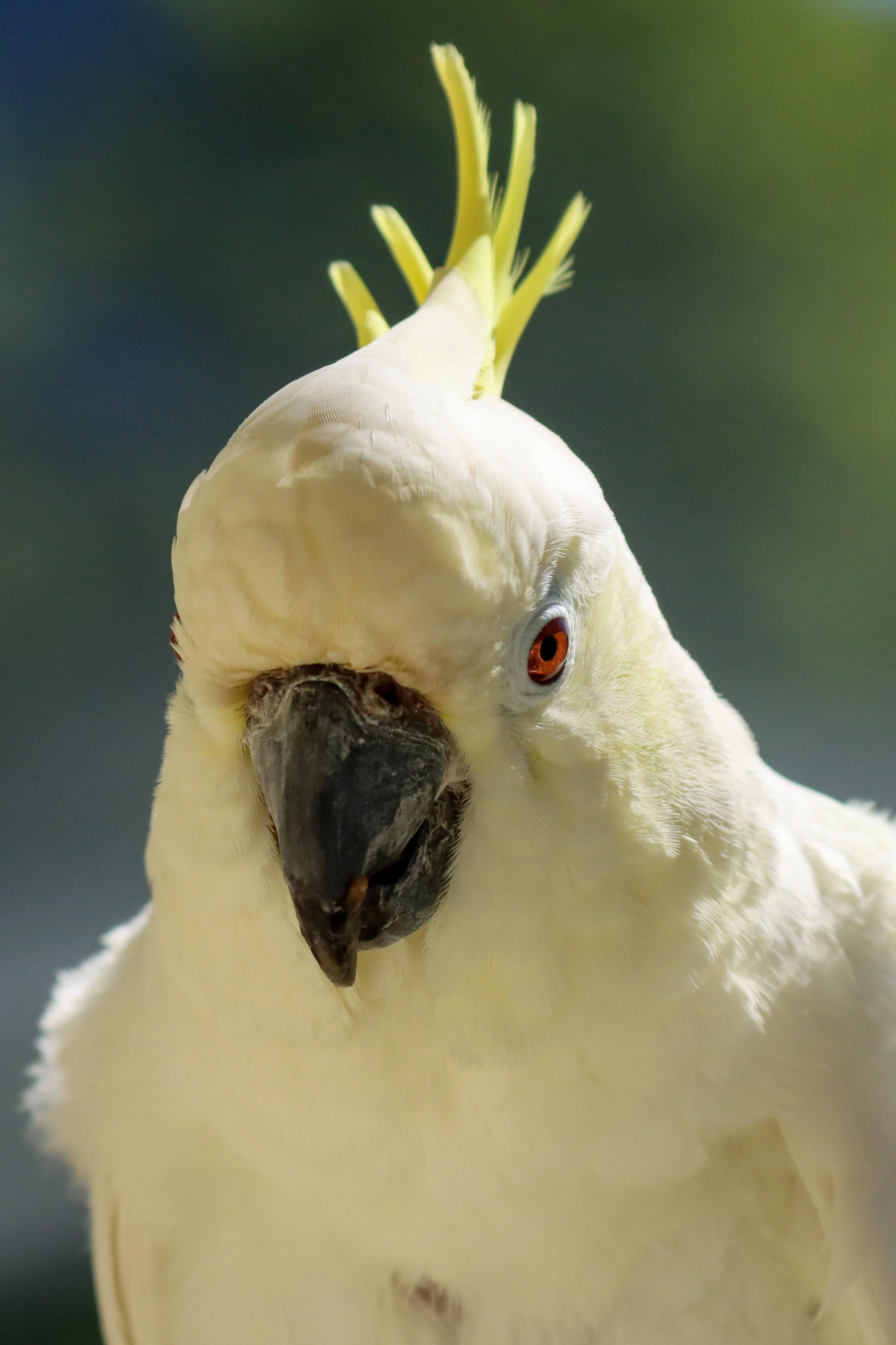 yellow crested cockatoo