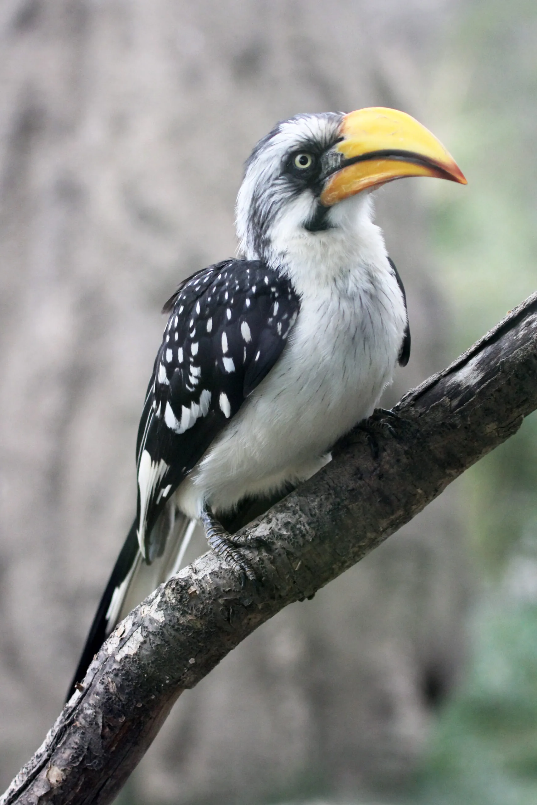 yellow Hornbill bird