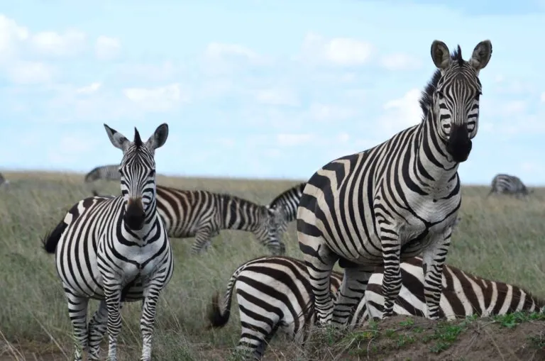 herd of zebra in the wild