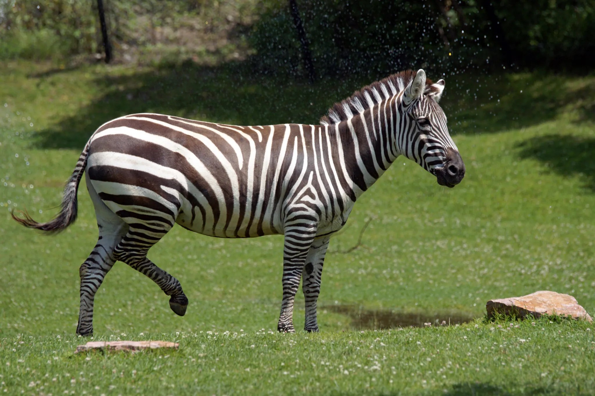 Zebra