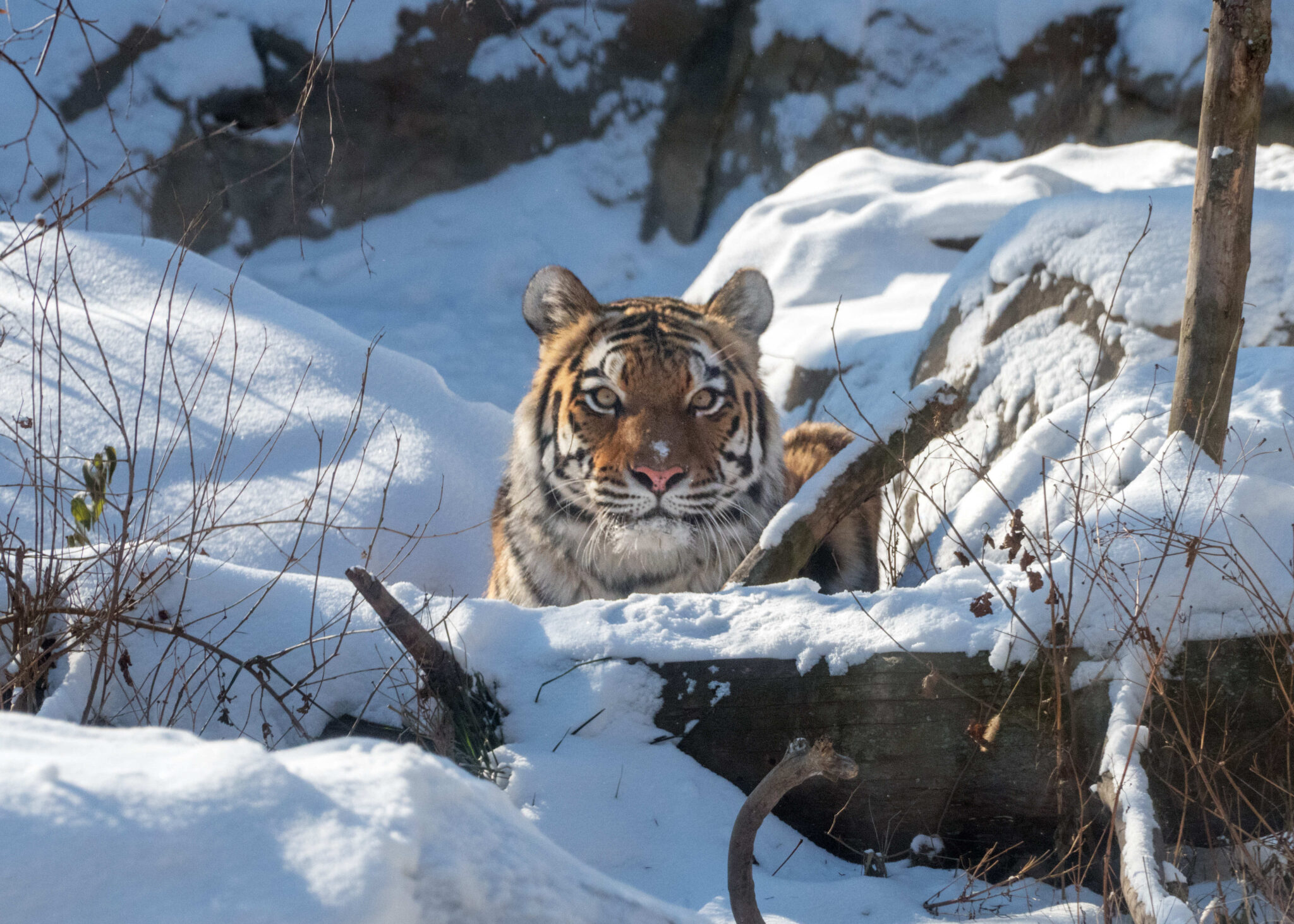 Zoya the Indy Zoo tiger in snow by Fred Cate