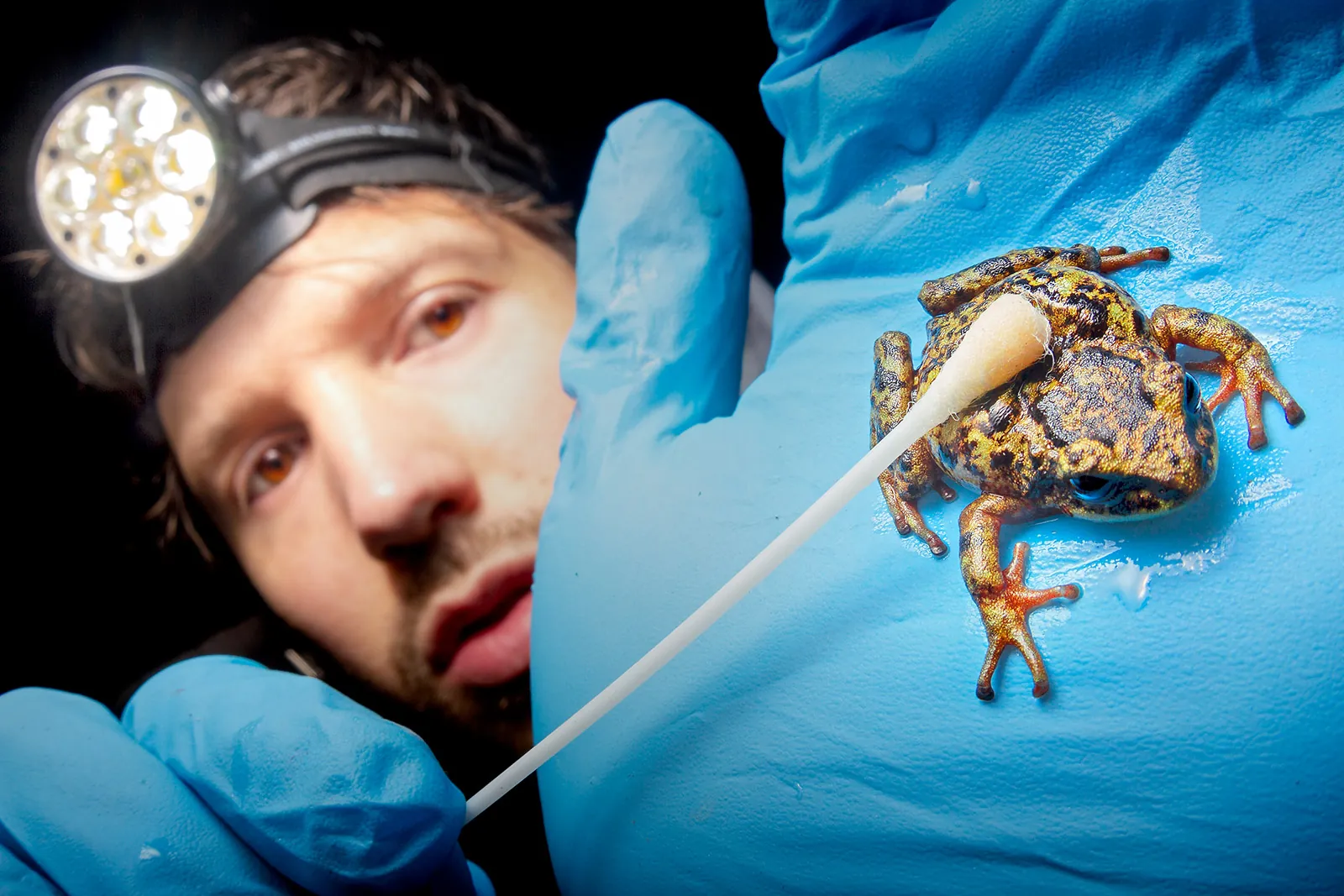 Alejandro Arteaga swabbing frog