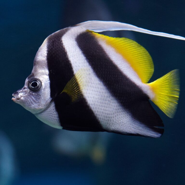 black and white striped angelfish swimming