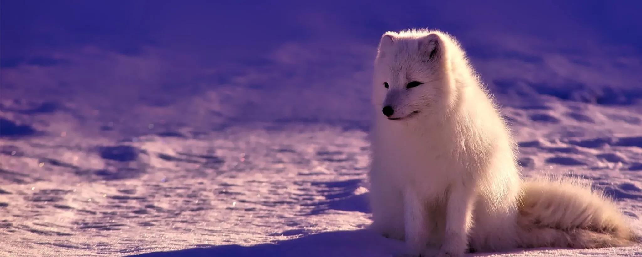 Artic Fox in snow
