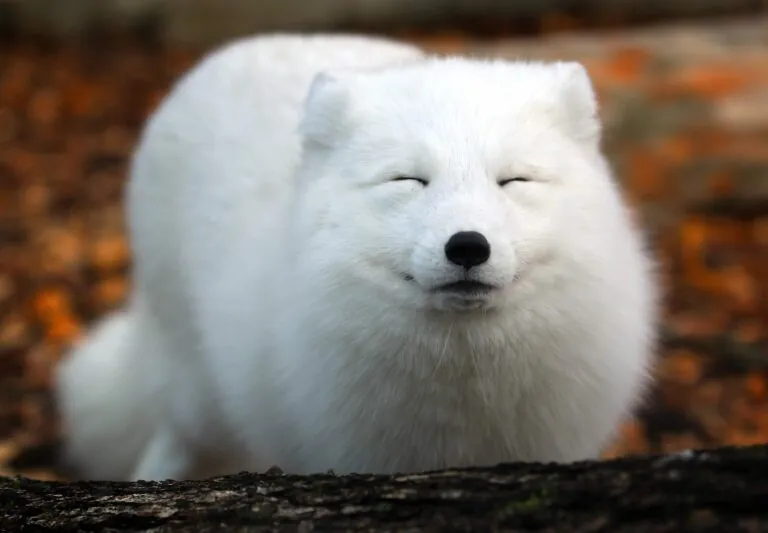 artic fox smiling with eyes closed
