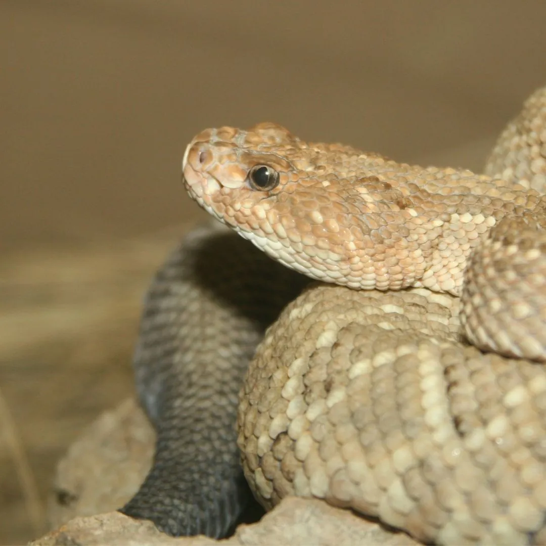 aruba rattlesnake