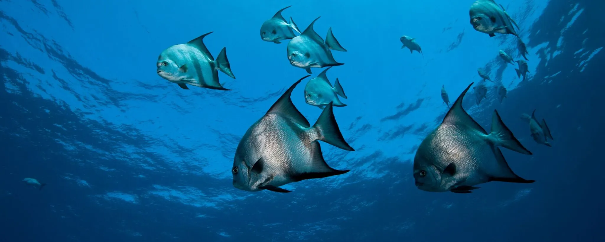 atlantic spadefish in ocean