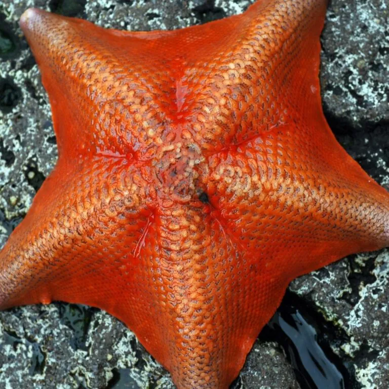 bat sea star