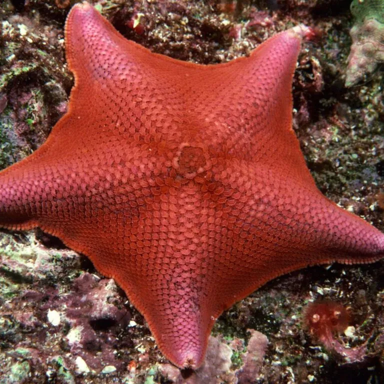 bat sea star
