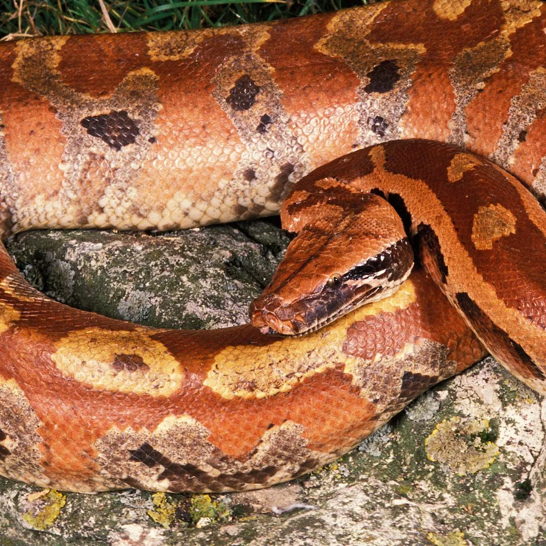 blood python, red and brown patterned