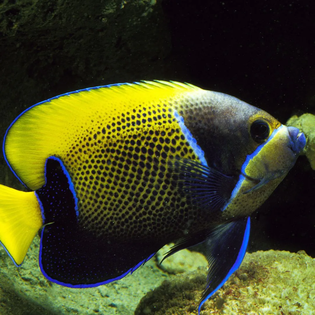 bluegirdled angelfish, yellow, black and blue