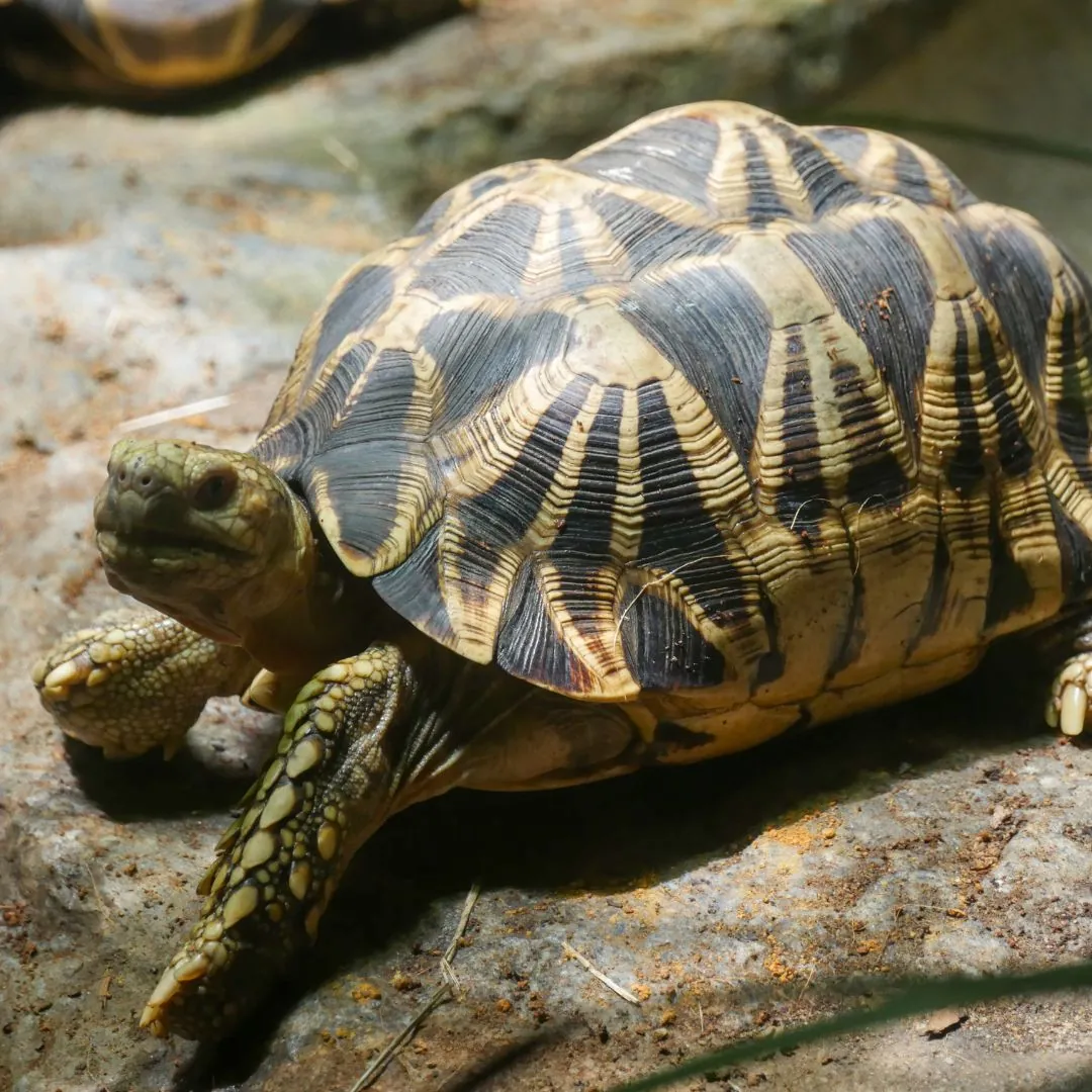 burmese star tortoise