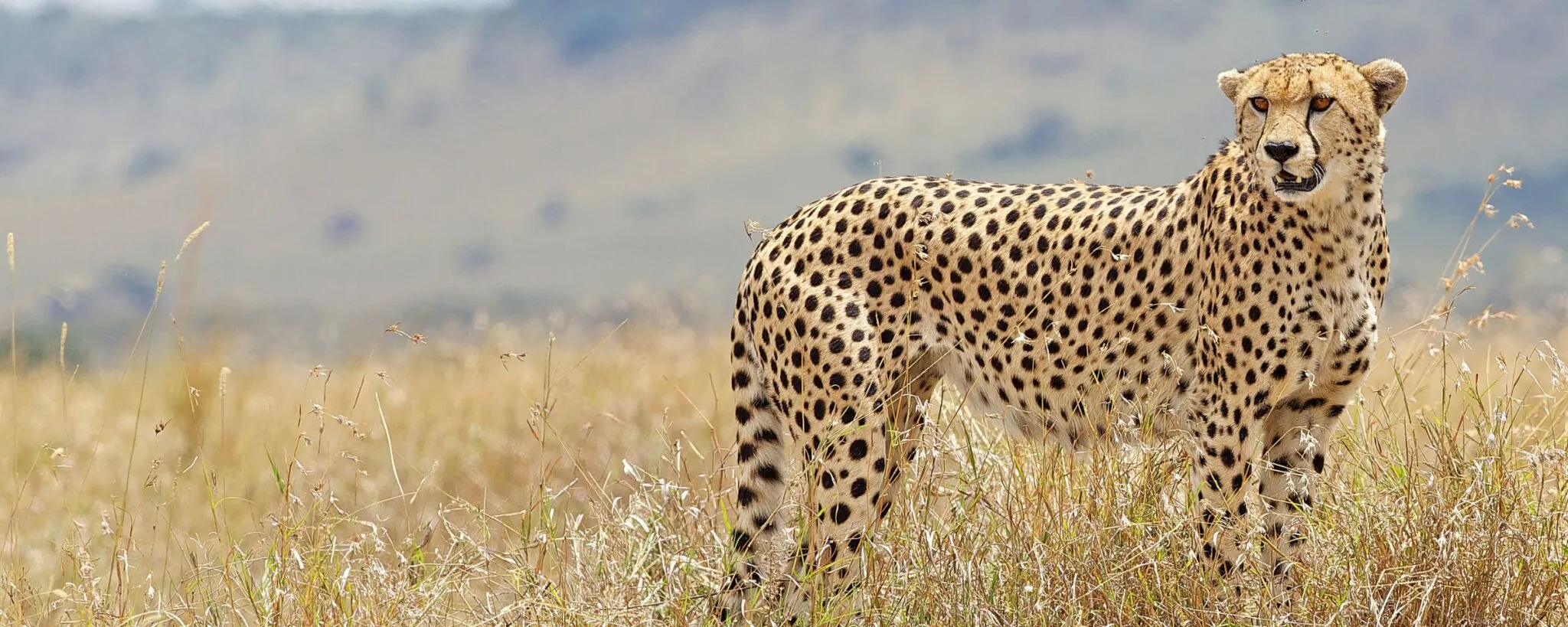 cheetah in grassy plains