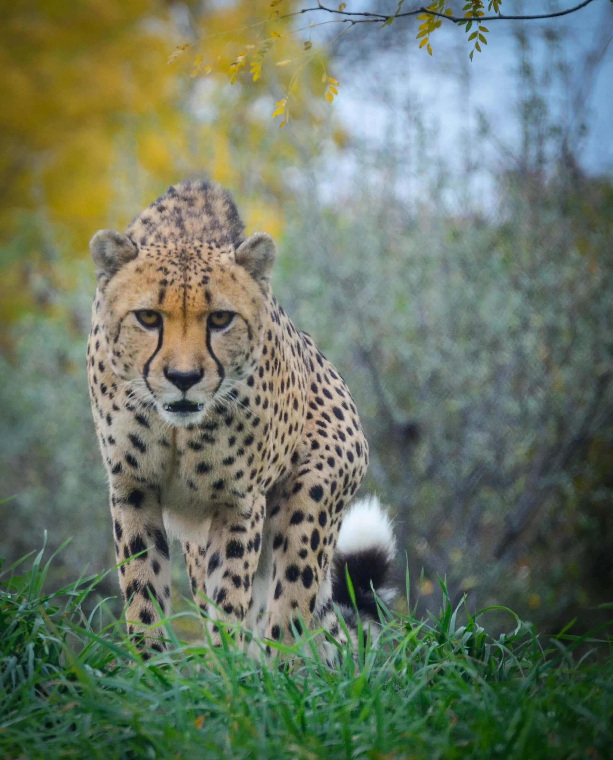 cheetah stalking prey