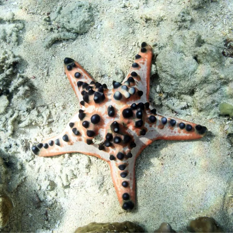 chocolate chip sea star