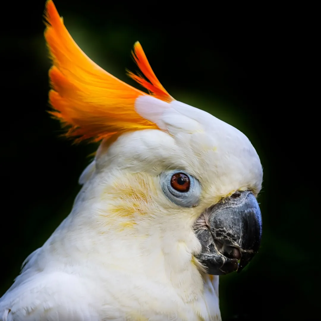 citron crested cockatoo