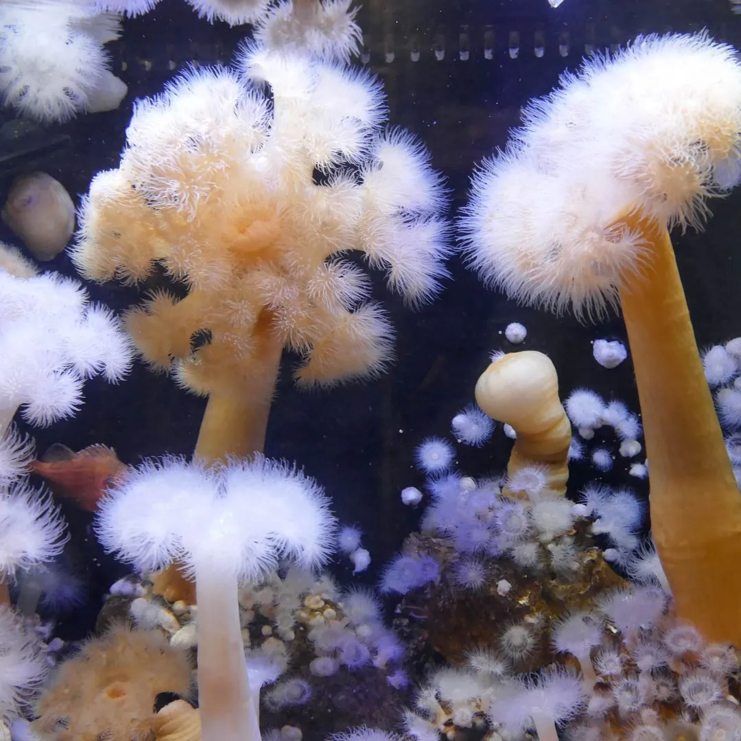 clonal plumose anemone
