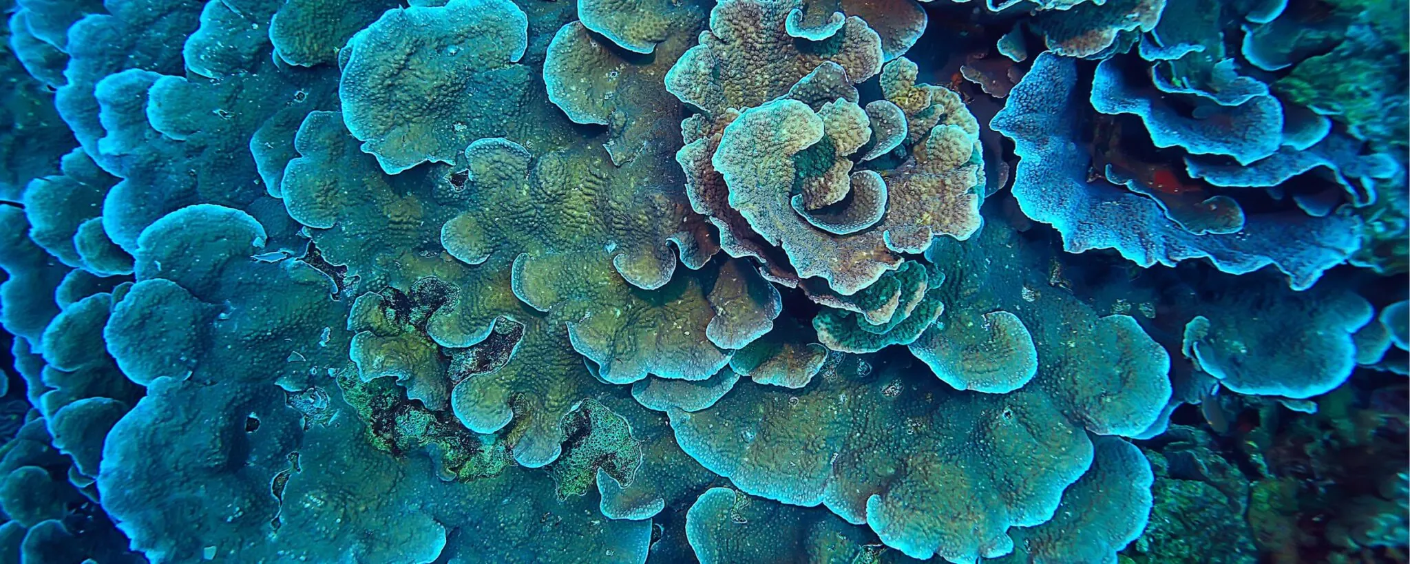 coral