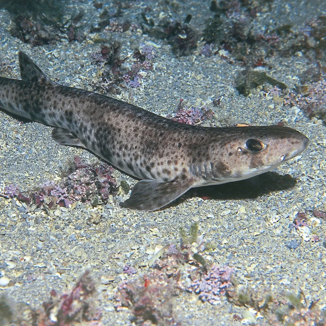 coral shark