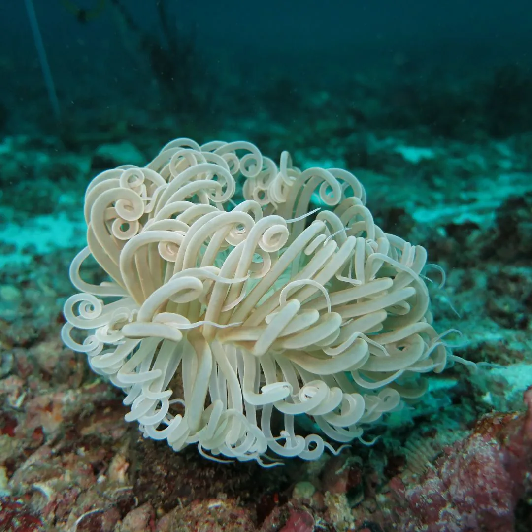 corkscrew anemone