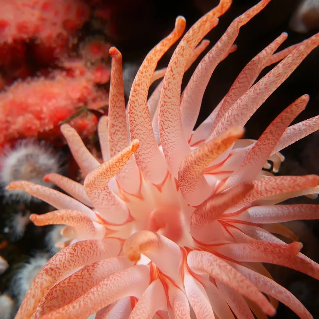 crimson anemone