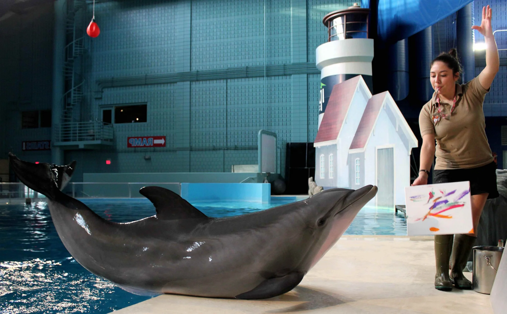 dolphin with trainer making painting