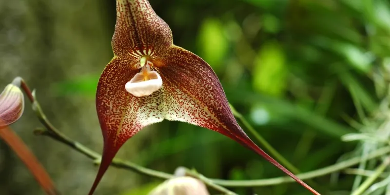 dracula orchid with red splattered color