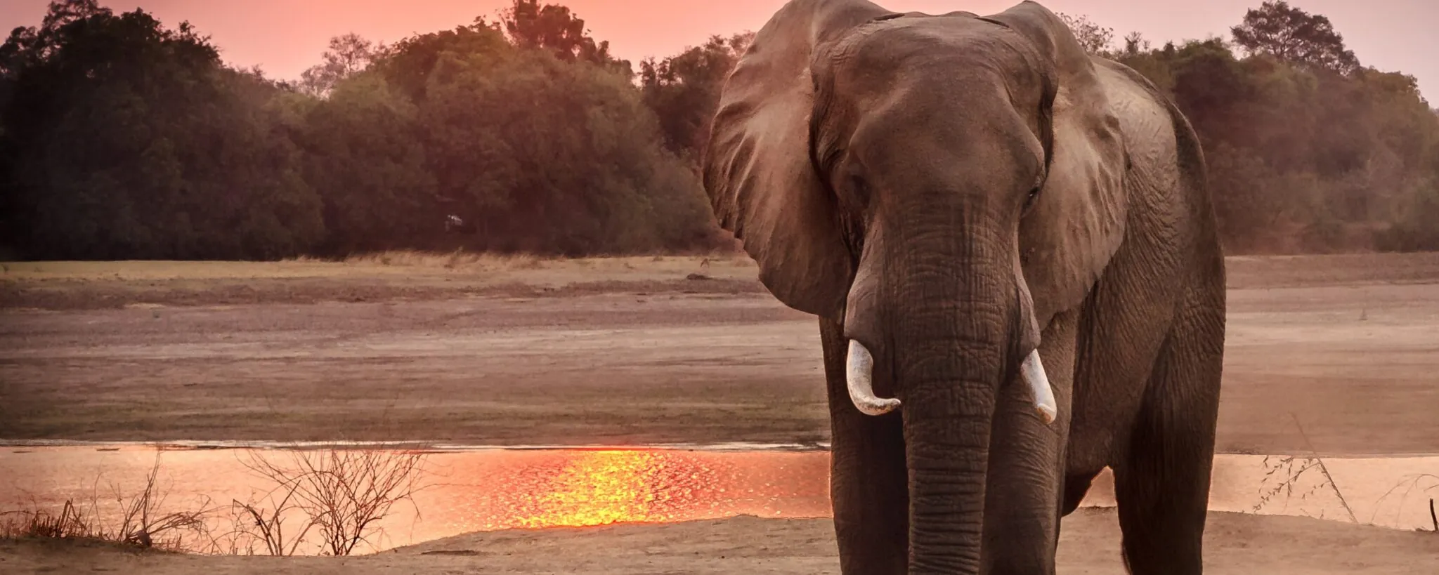 Elephant at Sunset