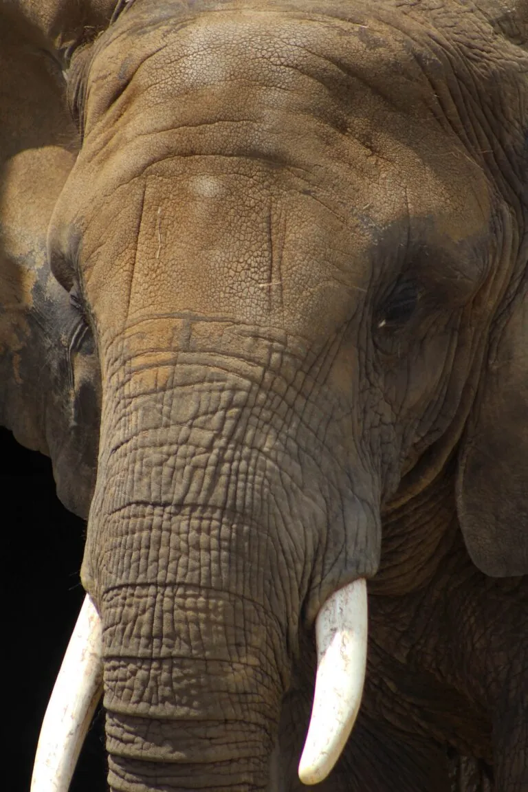 Headshot of Tombi the Elephant