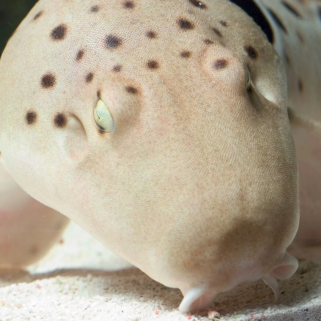 light brown and spotted epaulette shark