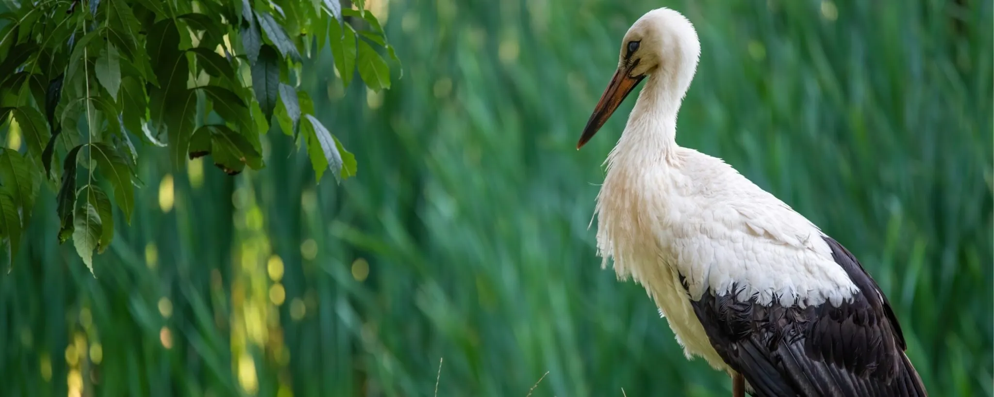 European white stork