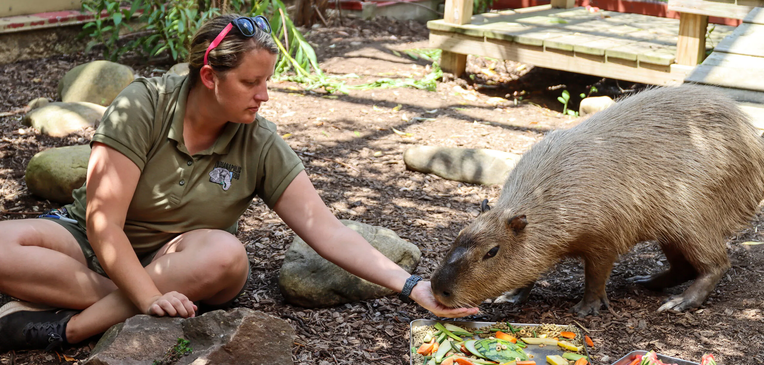 keeper feeding capybara fruit