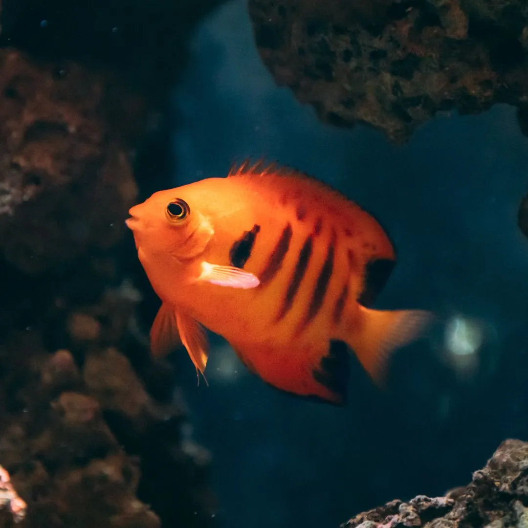 flame angelfish, bright orange