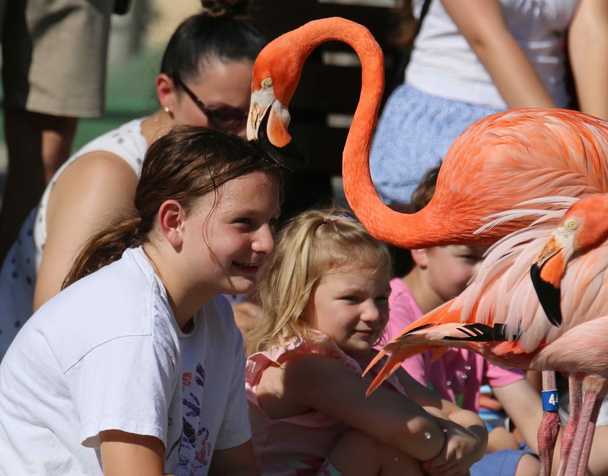 youth and family with flamingos