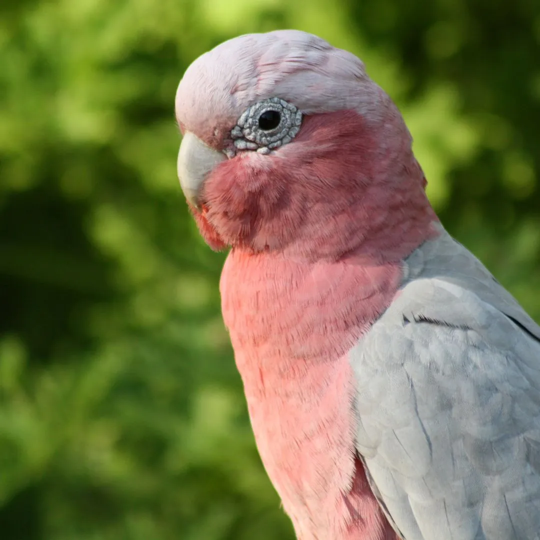 galah cockatoo with pink chest feathers