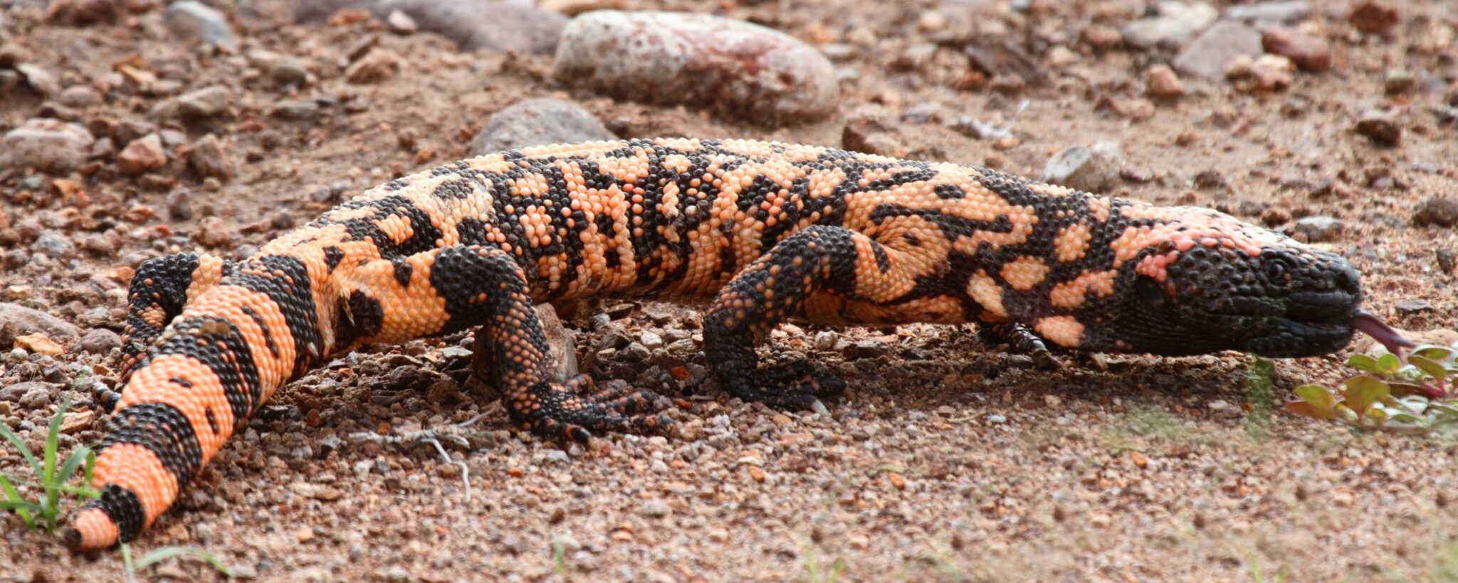 black and orange gila monster reptile
