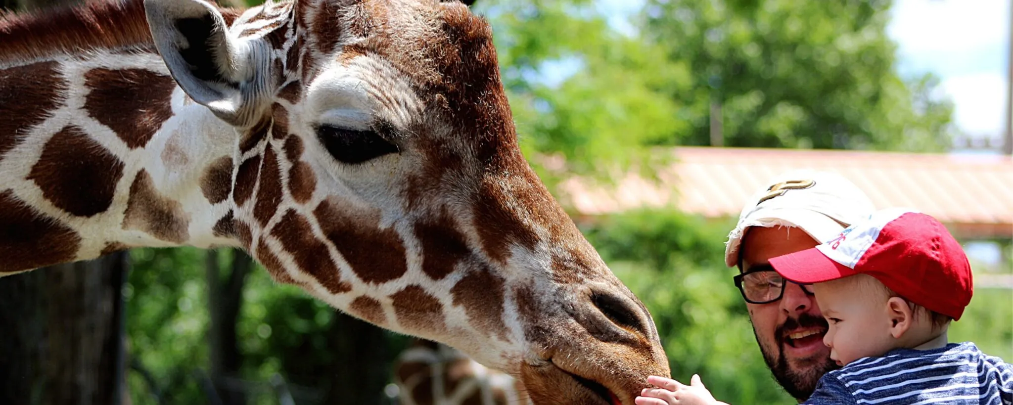 guest feeding a giraffe