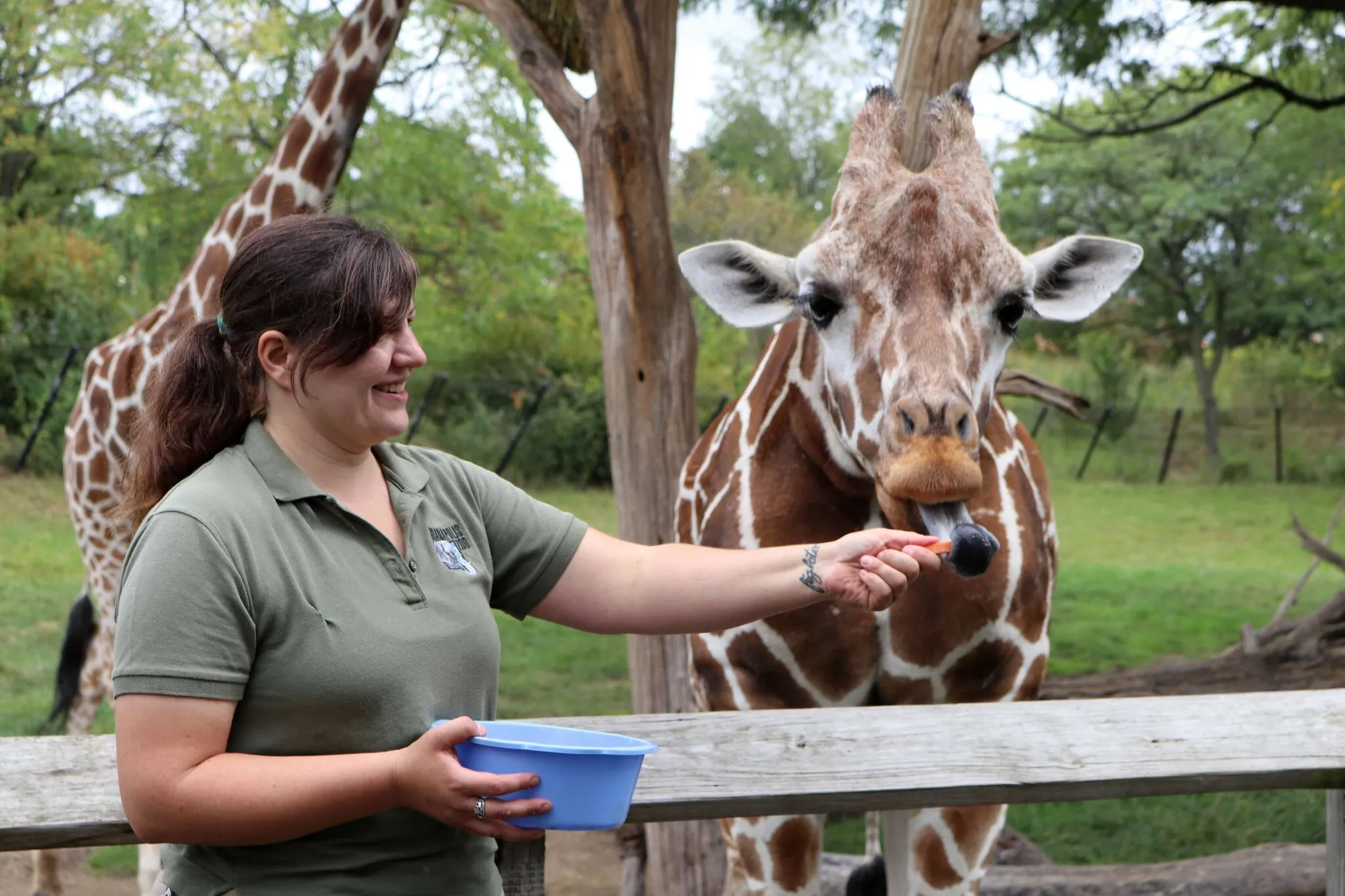 plains intern feeds a giraffe