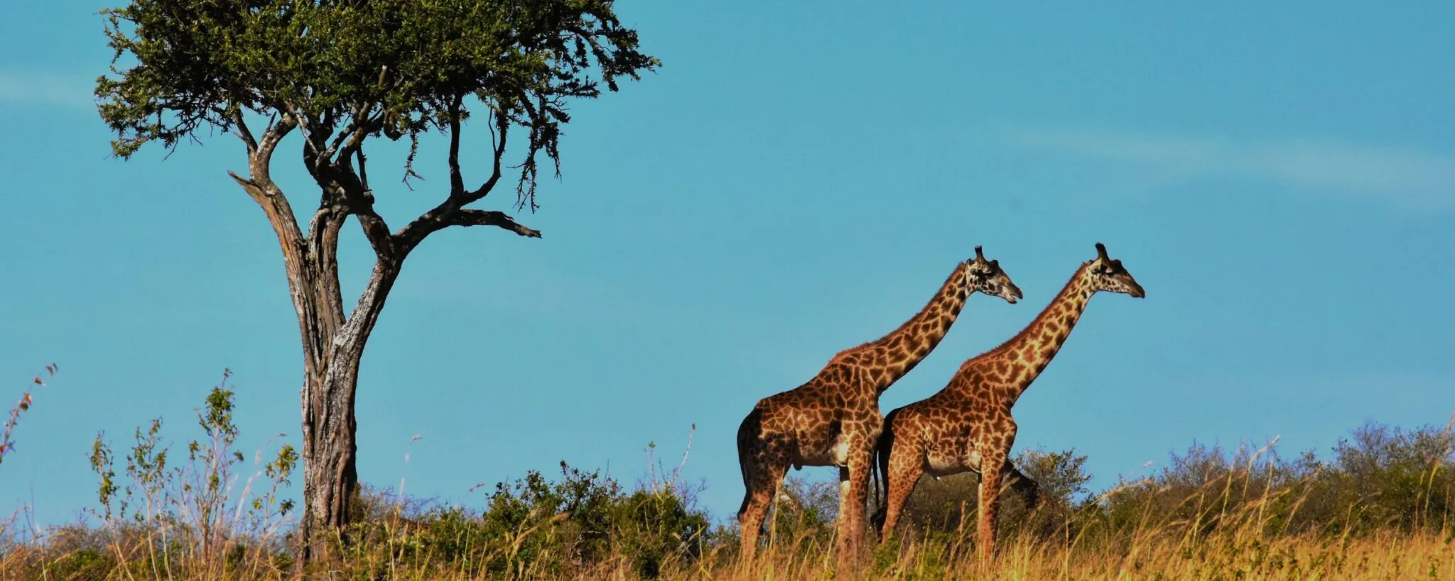 Two giraffes with tree in grassy plain