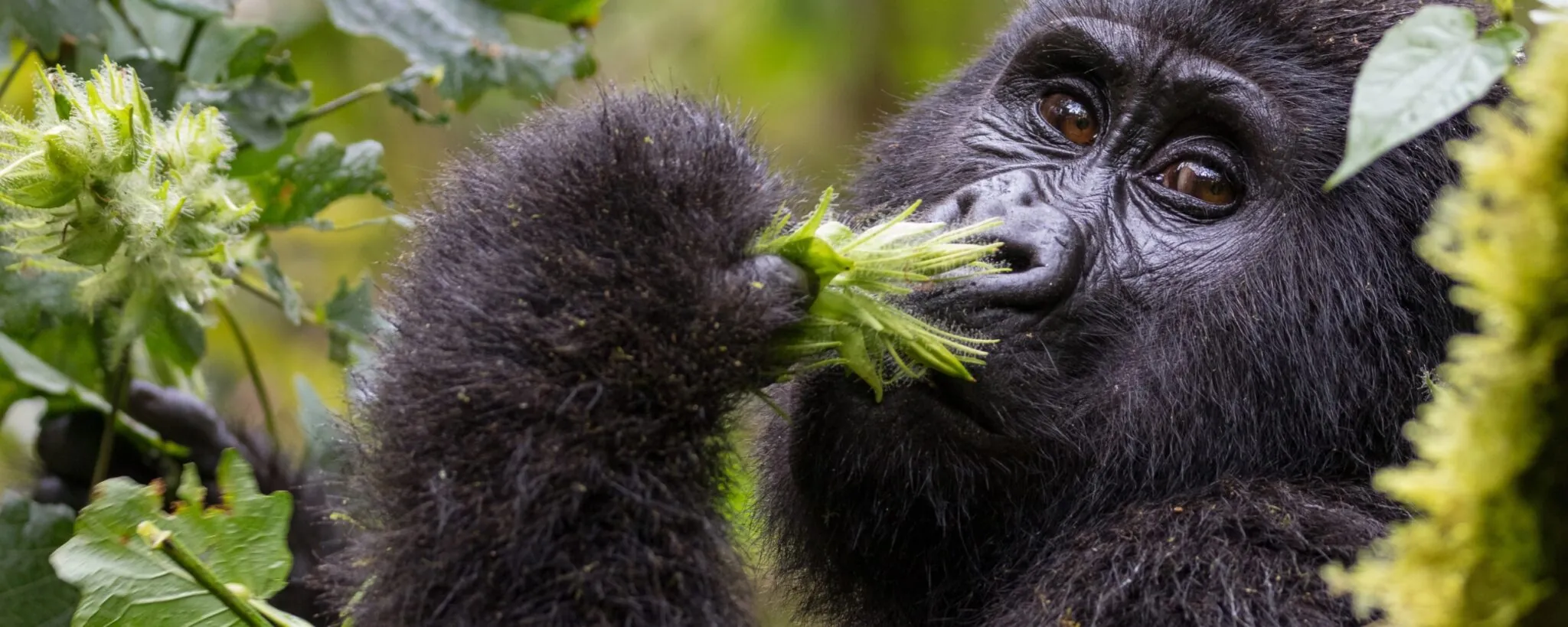 Gorilla up close eating plant