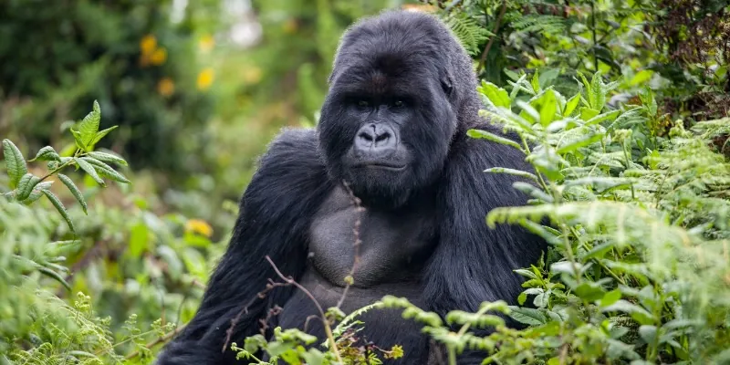 gorilla in the forest looking at camera