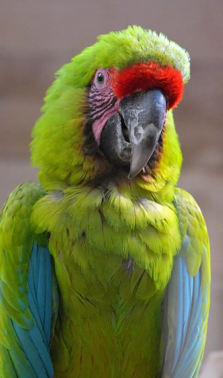 great green macaw looking at the camera
