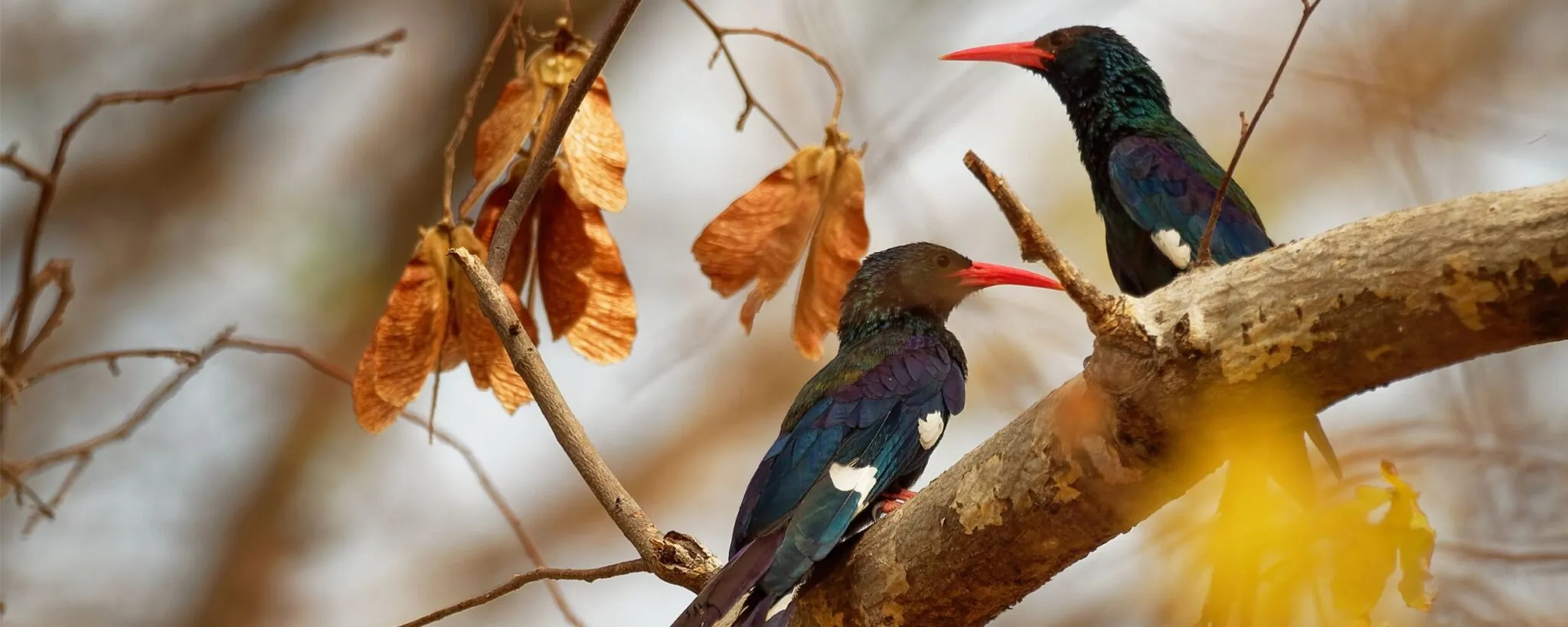 green woodhoopoe birds