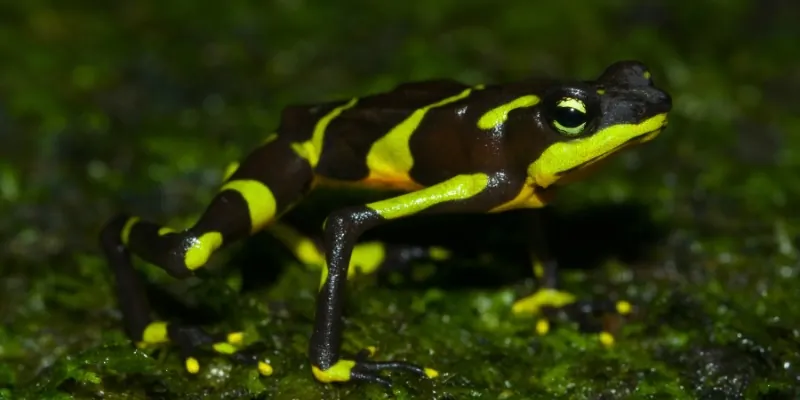 black and green harlequin toad