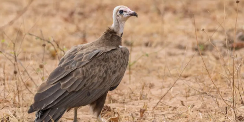 hooded vulture in a field