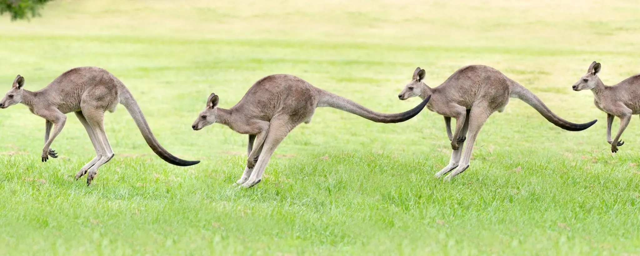 Kangaroos Jumping in the Wild