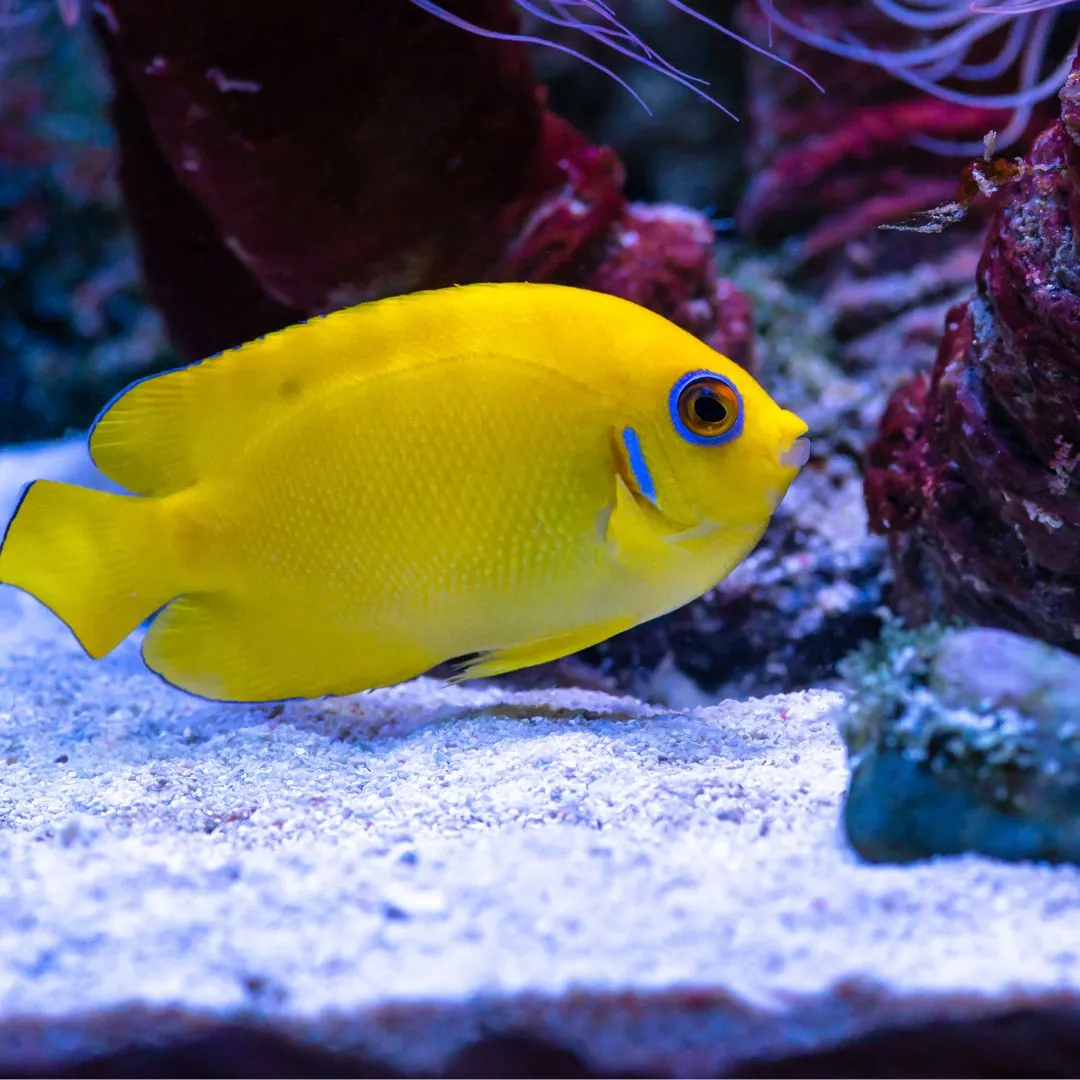 lemonpeel angelfish